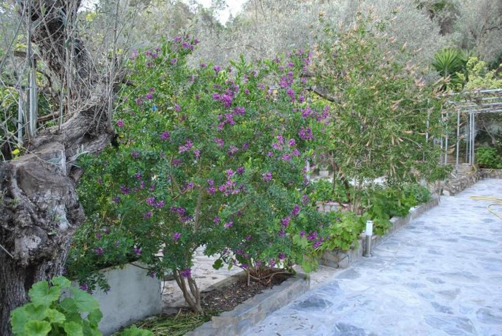 Stelios Studios Megali Ammos  Buitenkant foto